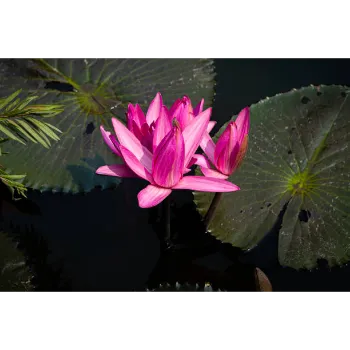 Fresh Lotus Flower